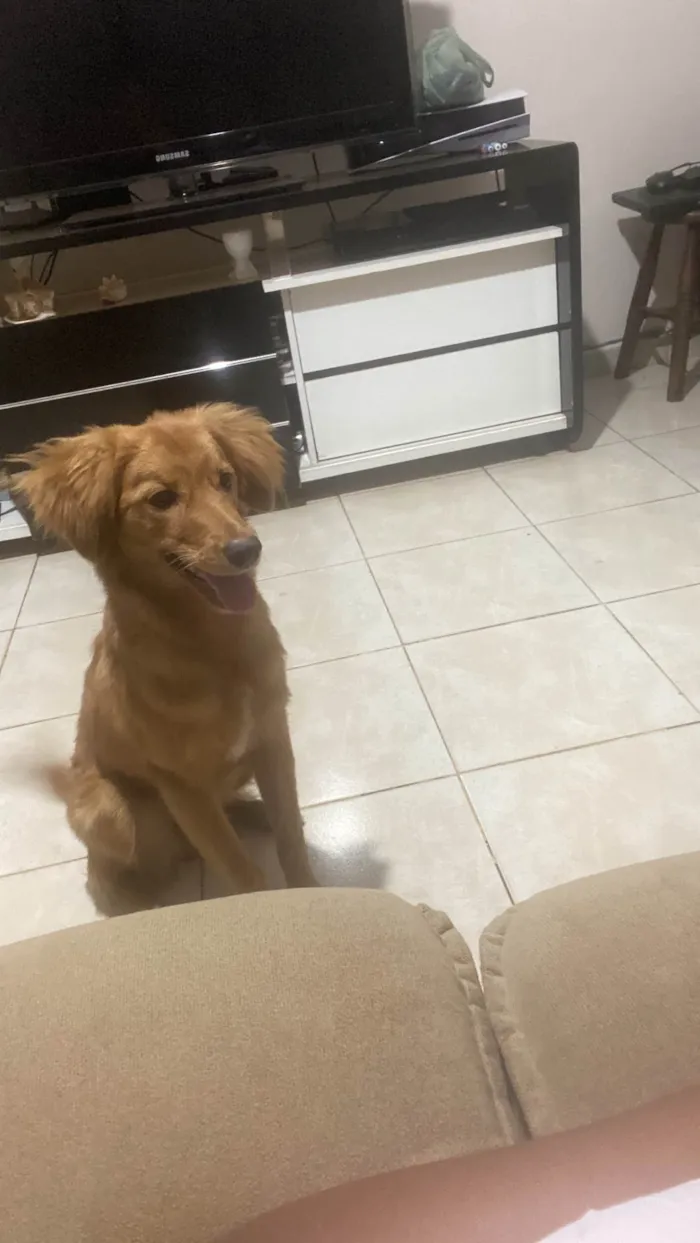Cachorro ra a SRD-ViraLata idade 2 anos nome Mel 