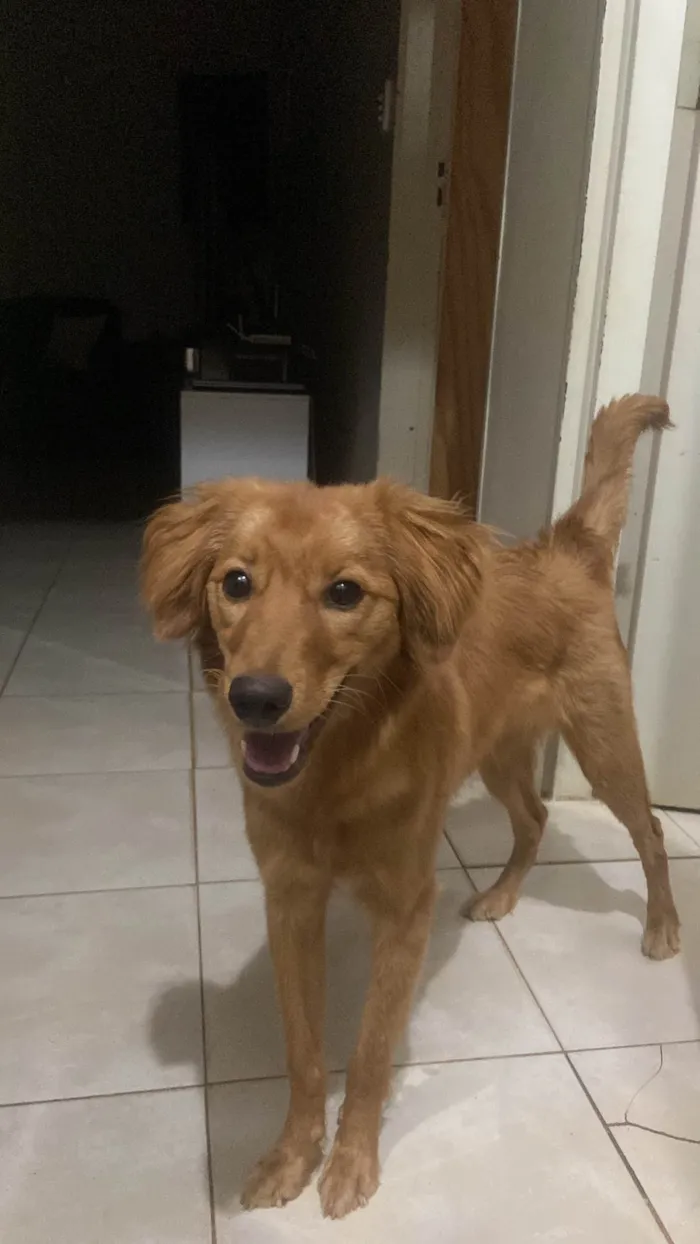 Cachorro ra a SRD-ViraLata idade 2 anos nome Mel 