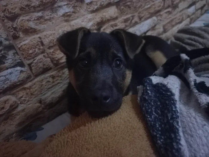 Cachorro ra a SRD-ViraLata idade 2 a 6 meses nome Kiara