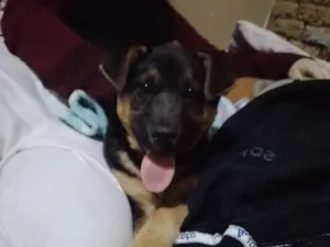 Cachorro raça SRD-ViraLata idade 2 a 6 meses nome Kiara