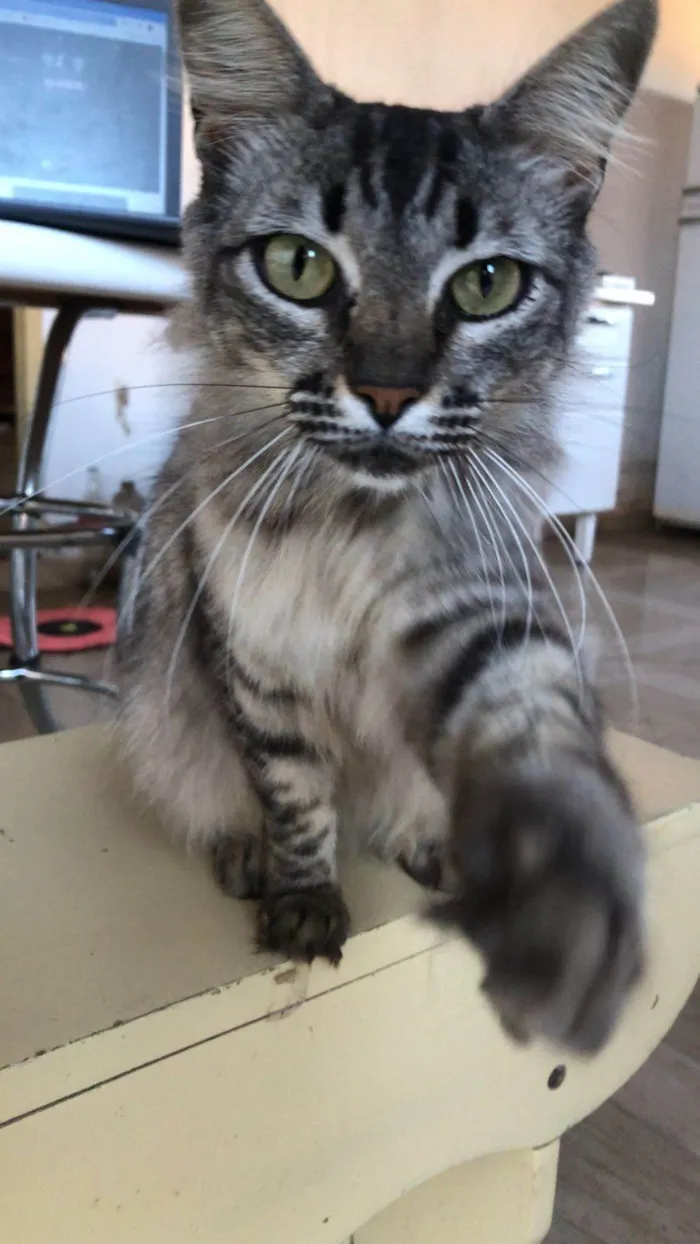 Gato ra a Maine Coon idade 1 ano nome Nina sumiu em Cerqueira César, SP no bairro Santos Neves 