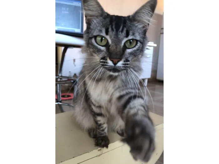 Gato ra a Maine Coon idade 1 ano nome Nina sumiu em Cerqueira César, SP no bairro Santos Neves 