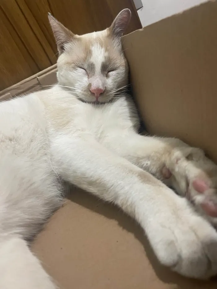 Gato ra a SRD-ViraLata idade 4 anos nome Não sei o nome
