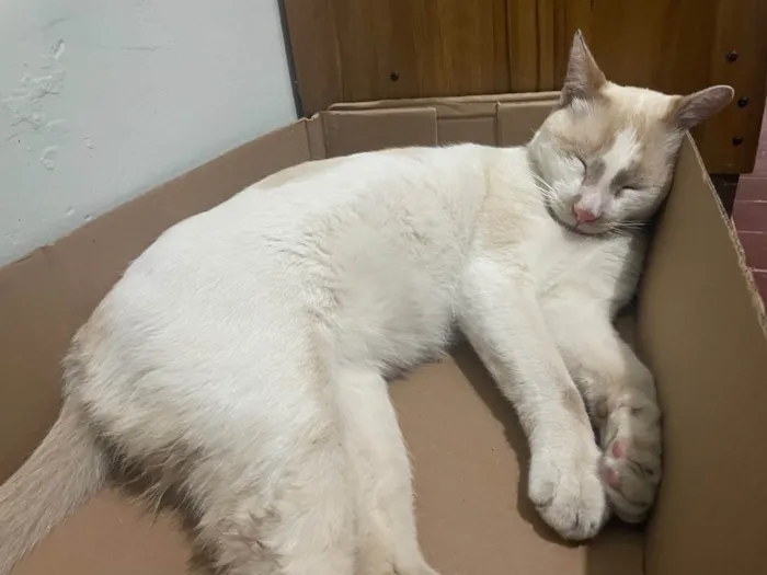 Gato ra a SRD-ViraLata idade 4 anos nome Não sei o nome
