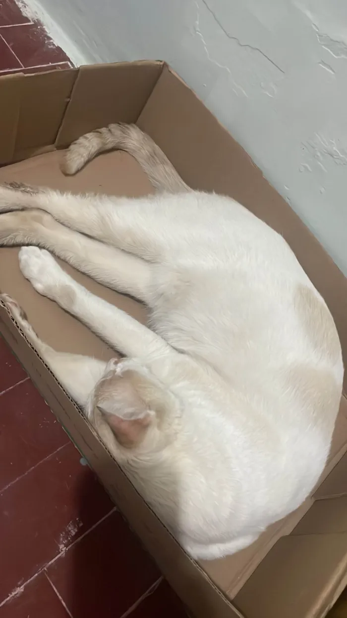 Gato ra a SRD-ViraLata idade 4 anos nome Não sei o nome