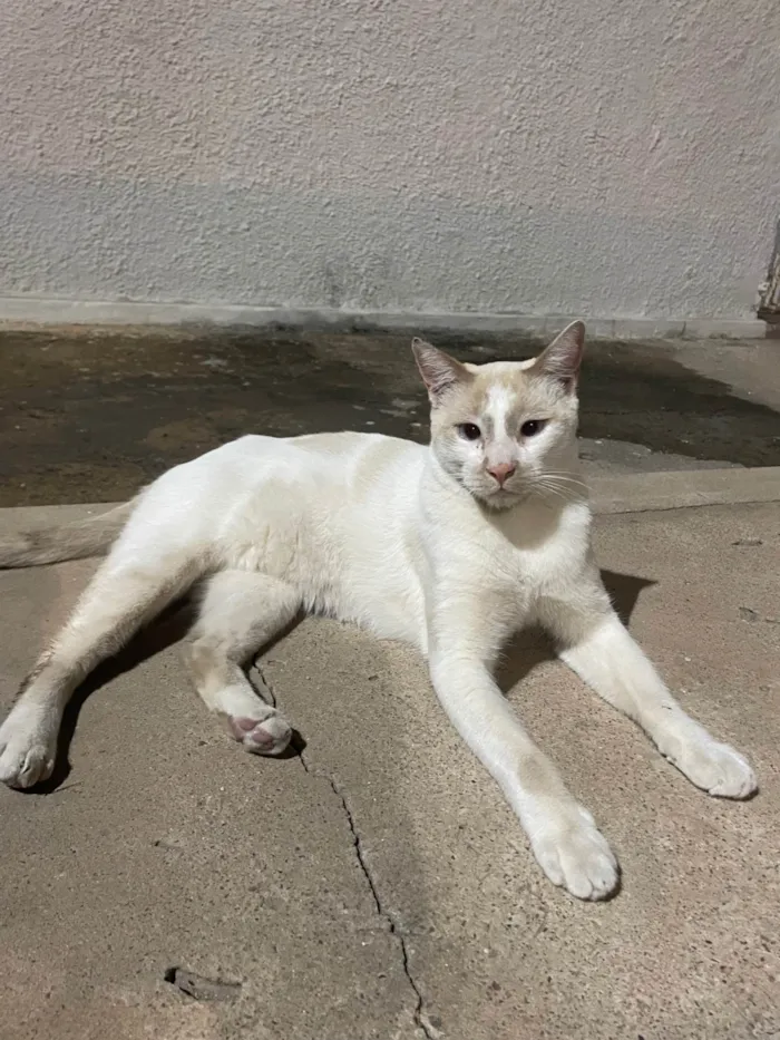 Gato ra a SRD-ViraLata idade 4 anos nome Não sei o nome