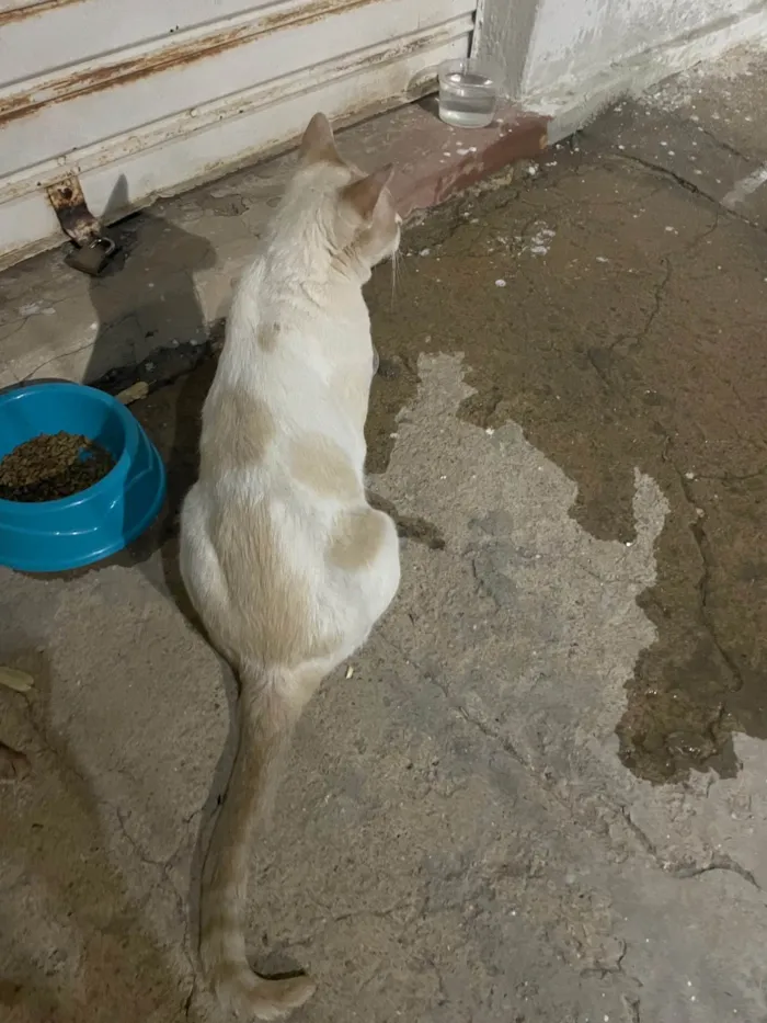 Gato ra a SRD-ViraLata idade 4 anos nome Não sei o nome