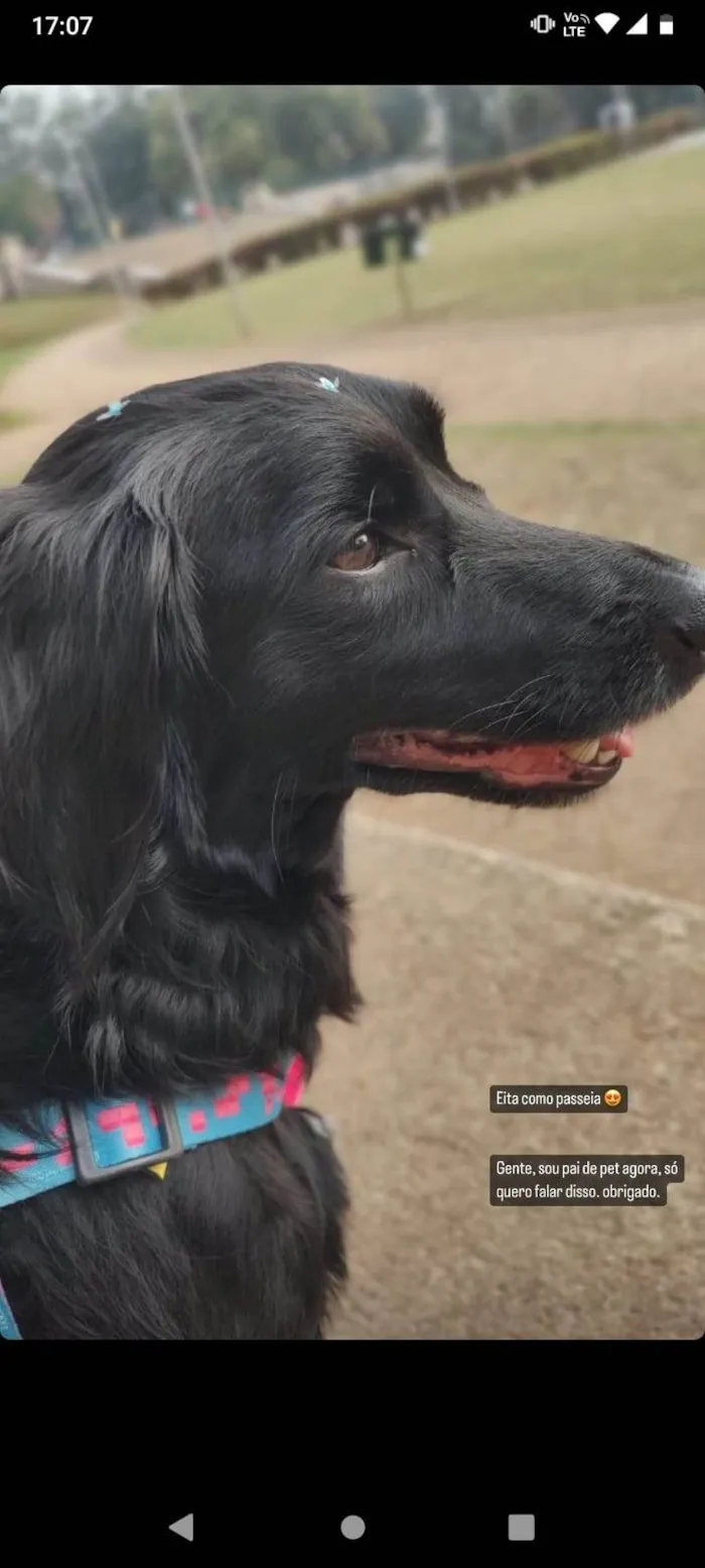 Cachorro ra a SRD-ViraLata idade 3 anos nome Pretinha