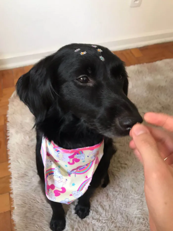 Cachorro ra a SRD-ViraLata idade 3 anos nome Pretinha