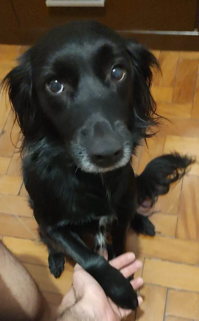 Cachorro ra a SRD-ViraLata idade 3 anos nome Pretinha