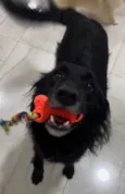 Pretinha