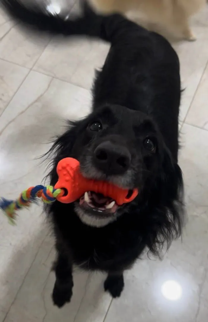 Cachorro ra a SRD-ViraLata idade 3 anos nome Pretinha