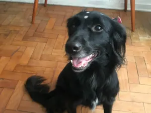 Cachorro raça SRD-ViraLata idade 3 anos nome Pretinha