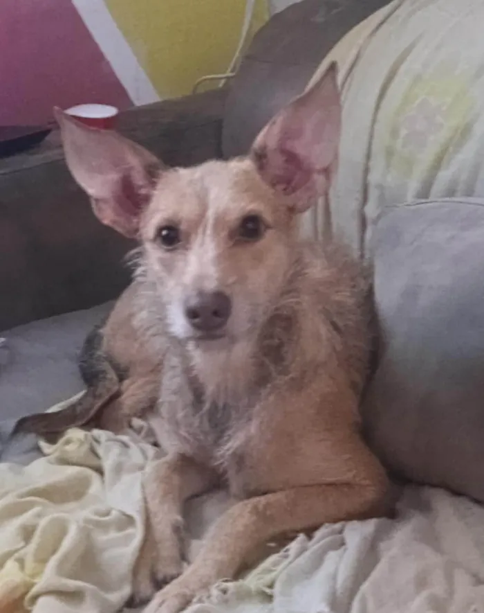 Cachorro ra a SRD-ViraLata idade 7 a 11 meses nome Diana
