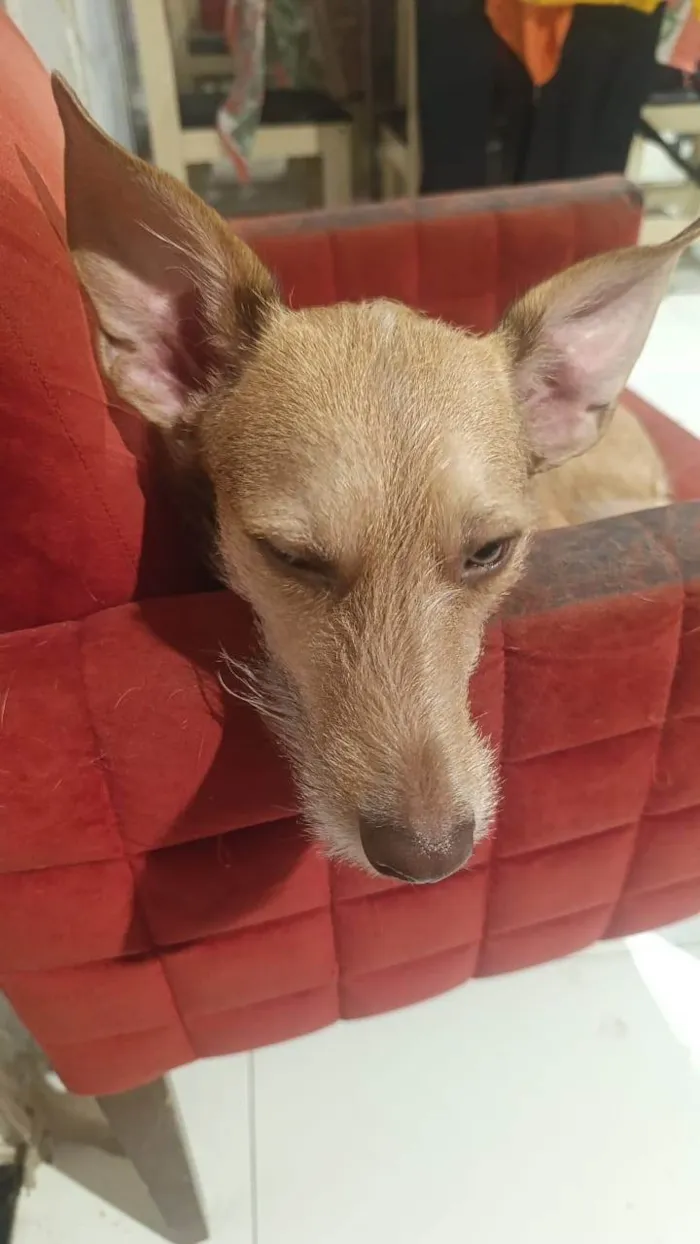 Cachorro ra a SRD-ViraLata idade 7 a 11 meses nome Diana