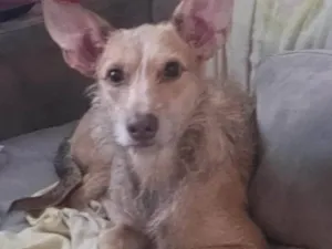 Cachorro raça SRD-ViraLata idade 7 a 11 meses nome Diana