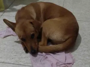 Cachorro raça SRD-ViraLata idade 7 a 11 meses nome Channel