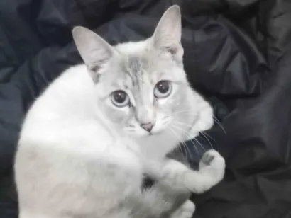 Gato raça Siamês idade 7 a 11 meses nome Toia