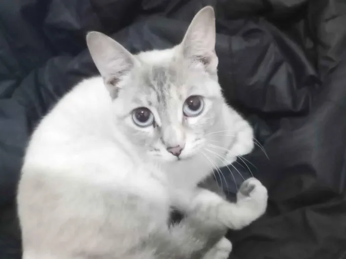 Gato ra a Siamês idade 7 a 11 meses nome Toia