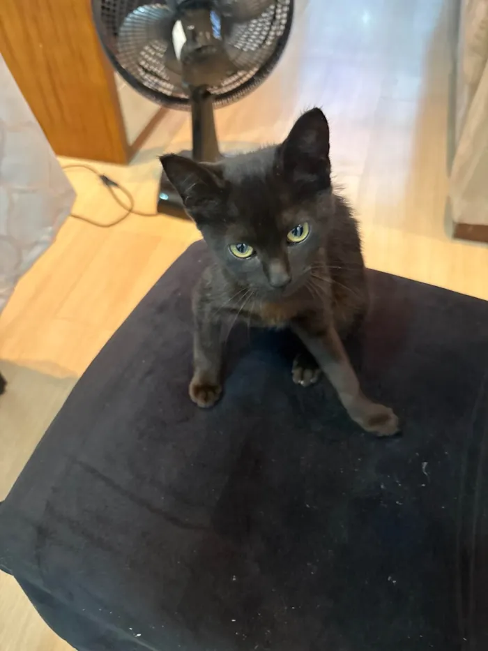 Gato ra a SRD-ViraLata idade 2 a 6 meses nome Frida 