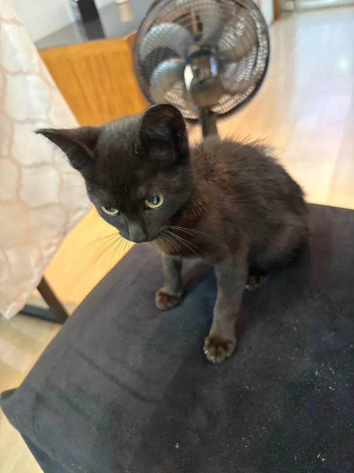 Gato ra a SRD-ViraLata idade 2 a 6 meses nome Frida 