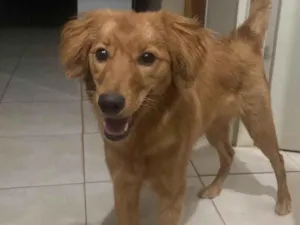 Cachorro raça SRD-ViraLata idade 2 anos nome Mel 