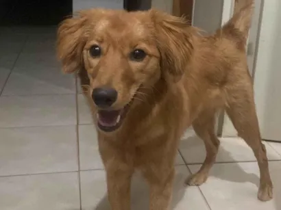 Cachorro raça SRD-ViraLata idade 2 anos nome Mel 