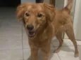 Mel