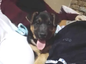 Cachorro raça SRD-ViraLata idade 2 a 6 meses nome Kiara