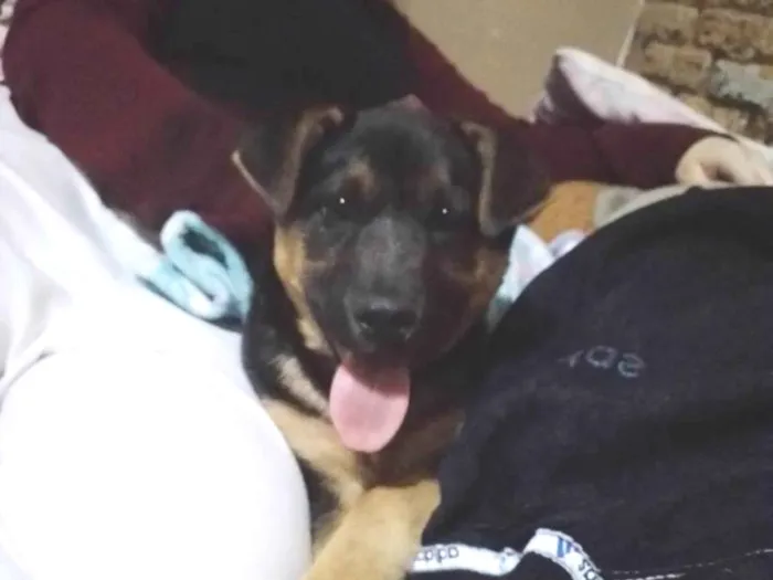 Cachorro ra a SRD-ViraLata idade 2 a 6 meses nome Kiara