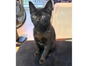 Gato raça SRD-ViraLata idade 2 a 6 meses nome Frida 