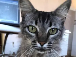 Gato raça Maine Coon idade 1 ano nome Nina sumiu em Cerqueira César, SP no bairro Santos Neves 