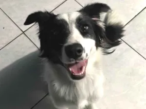 Cachorro raça Dobermann idade 3 anos nome Kira 