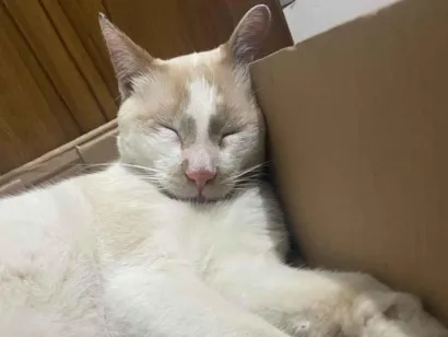 Gato raça SRD-ViraLata idade 4 anos nome Não sei o nome