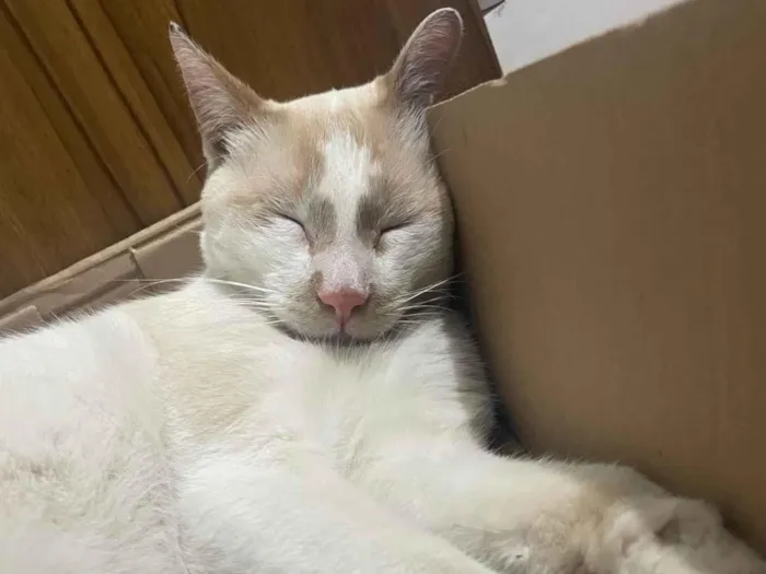 Gato ra a SRD-ViraLata idade 4 anos nome Não sei o nome