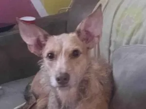 Cachorro raça SRD-ViraLata idade 7 a 11 meses nome Diana