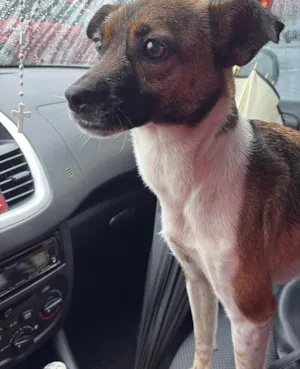 Cachorro raça SRD-ViraLata idade 2 anos nome Lila