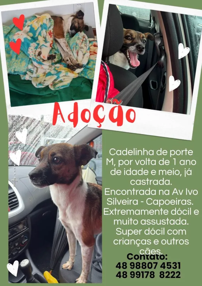 Cachorro ra a SRD-ViraLata idade 2 anos nome Lila