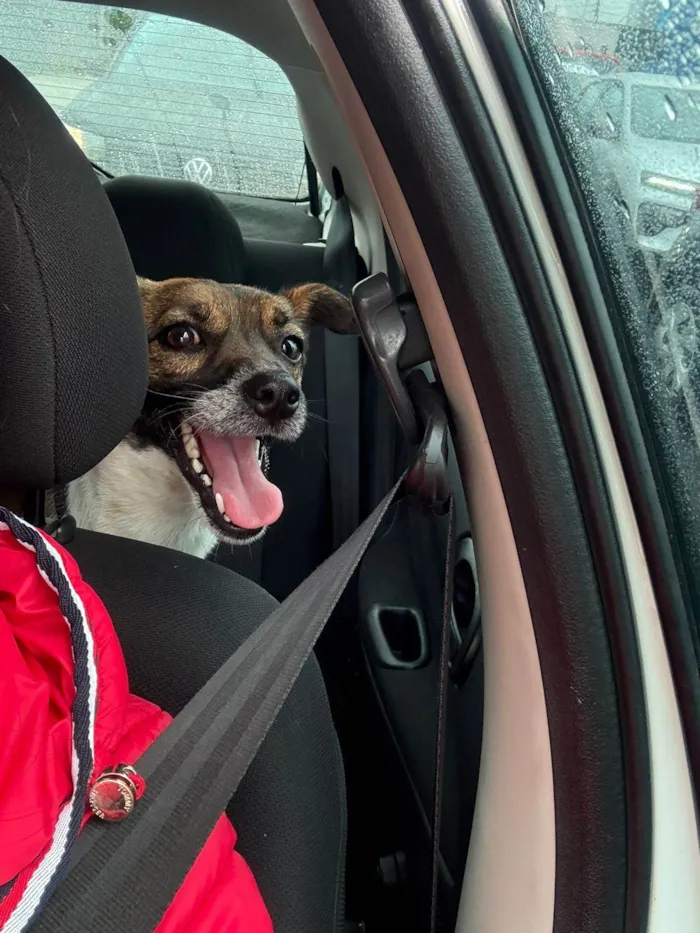 Cachorro ra a SRD-ViraLata idade 2 anos nome Lila