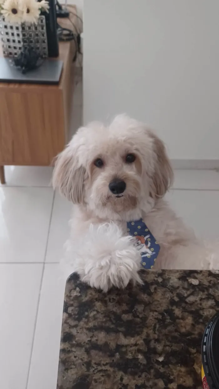 Cachorro ra a Poodle idade 6 ou mais anos nome Kid