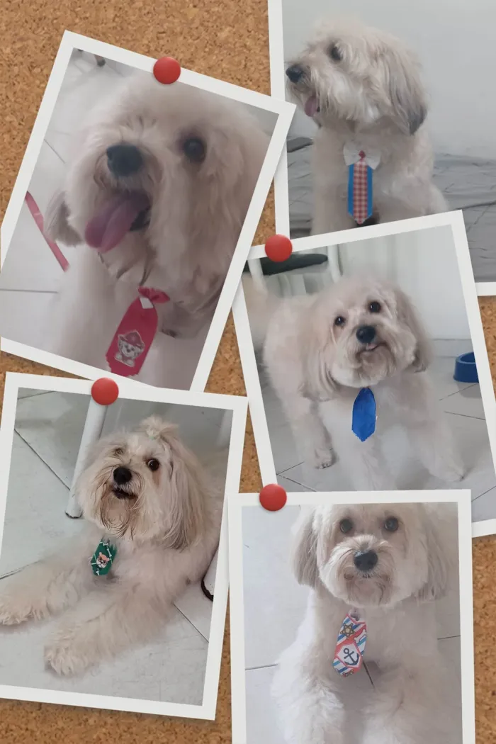 Cachorro ra a Poodle idade 6 ou mais anos nome Kid