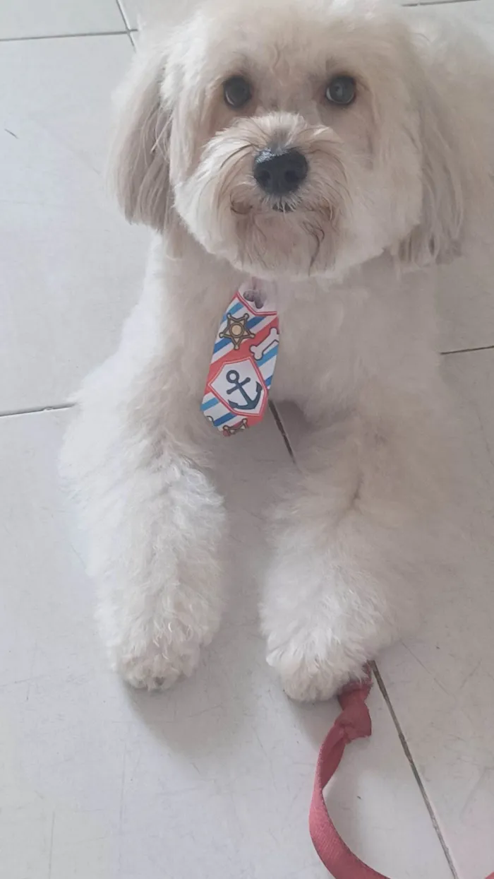 Cachorro ra a Poodle idade 6 ou mais anos nome Kid
