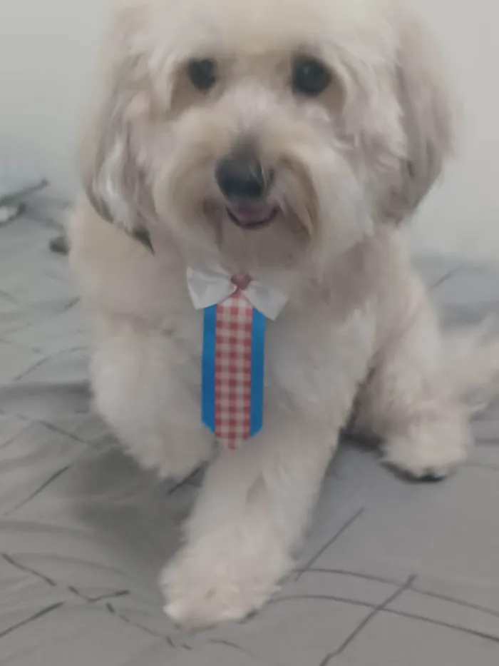 Cachorro ra a Poodle idade 6 ou mais anos nome Kid