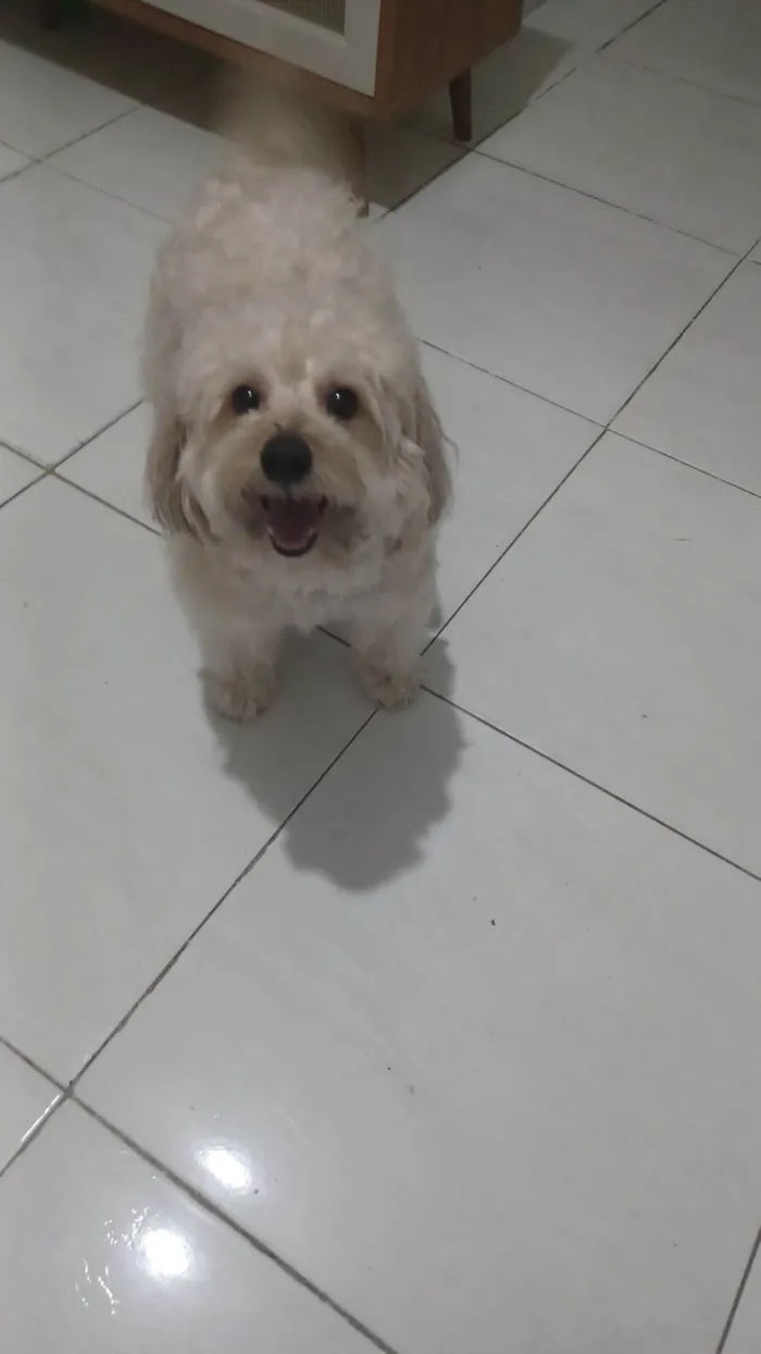 Cachorro ra a Poodle idade 6 ou mais anos nome Kid