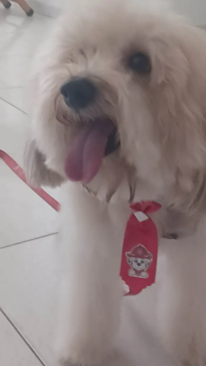 Cachorro ra a Poodle idade 6 ou mais anos nome Kid