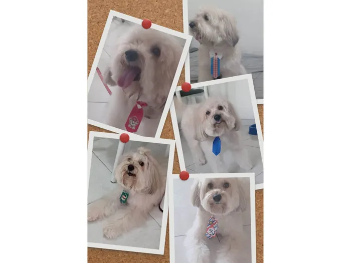 Cachorro ra a Poodle idade 6 ou mais anos nome Kid