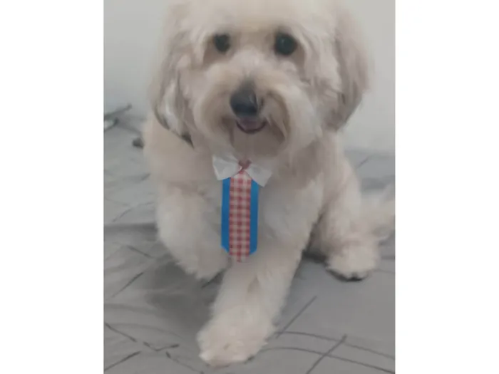 Cachorro ra a Poodle idade 6 ou mais anos nome Kid