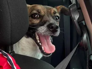 Cachorro raça SRD-ViraLata idade 2 anos nome Lila