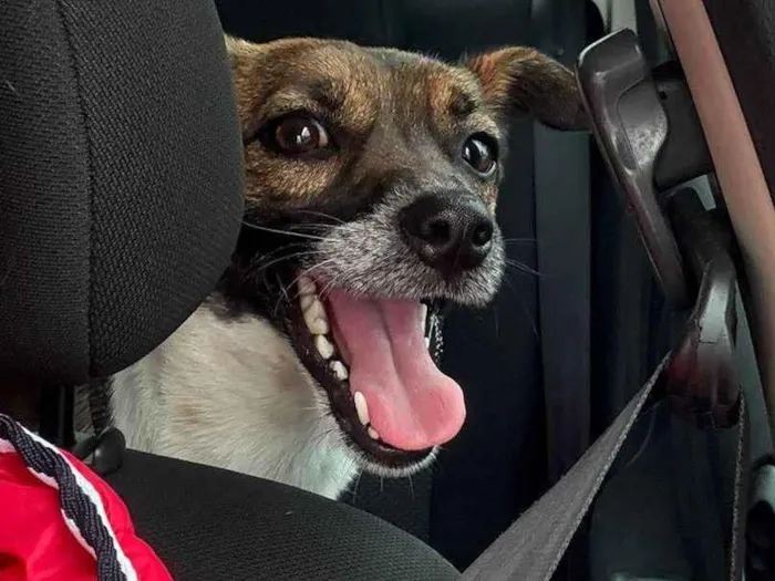 Cachorro ra a SRD-ViraLata idade 2 anos nome Lila
