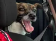 Lila